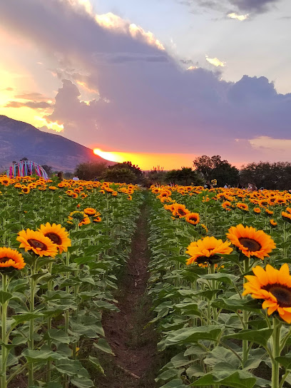 Negocio Rancho San Juan Diego - Recorridos De Flores (Cempasúchil Y Girasol)